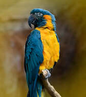 Image of Blue-throated Macaw