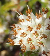 Image of Erica bruniifolia var. bruniifolia