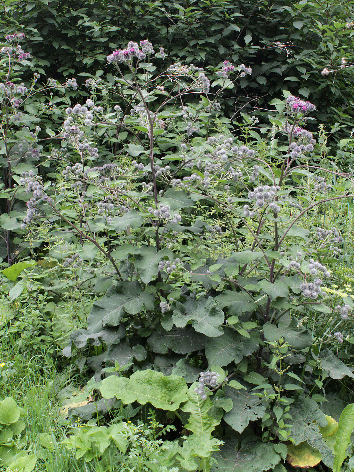 Image of woolly burdock