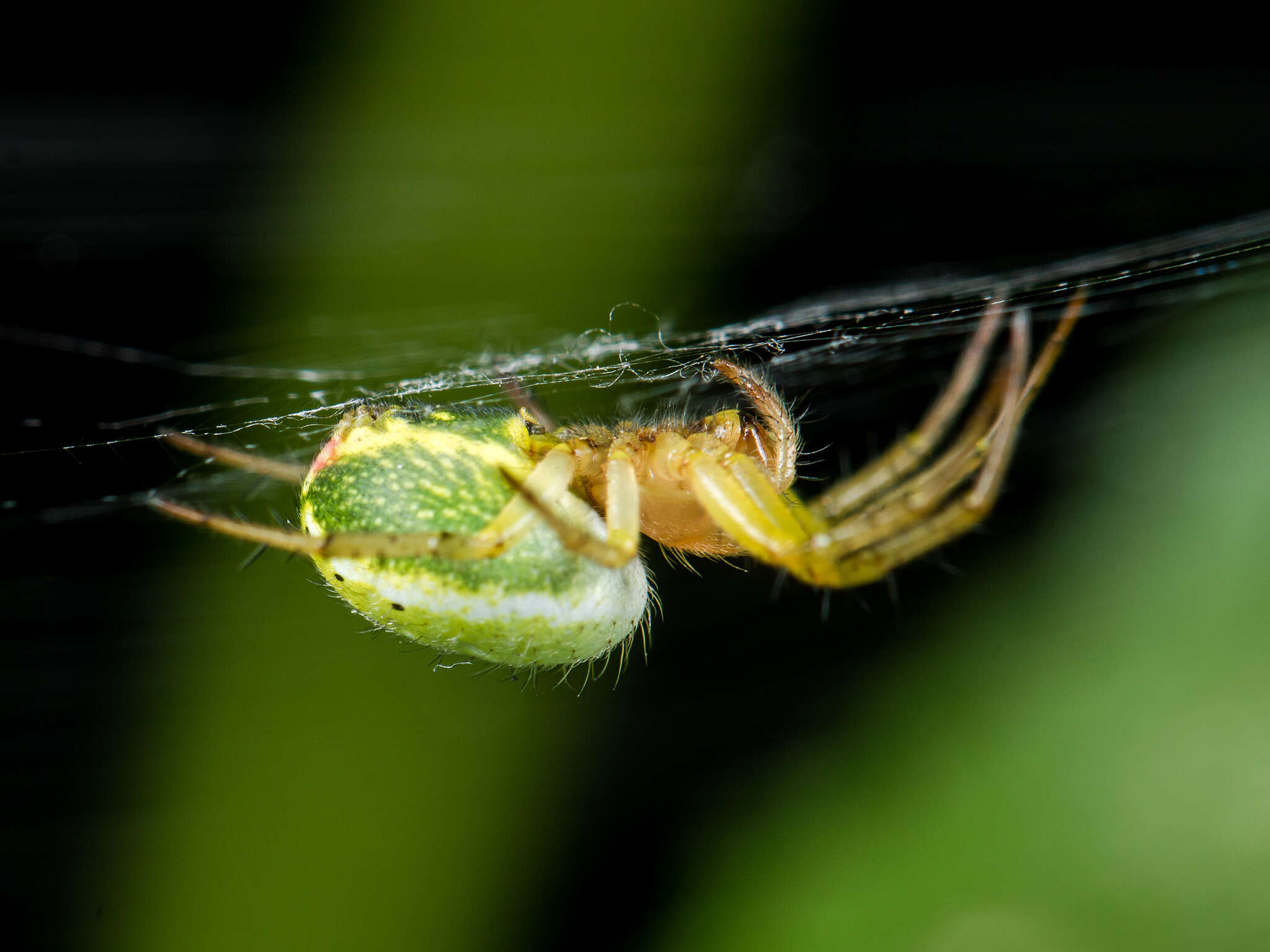 Image of Araniella villanii