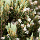 Sivun Acrothamnus montanus (R. Br.) Quinn kuva