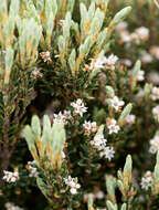 Image of Acrothamnus montanus (R. Br.) Quinn