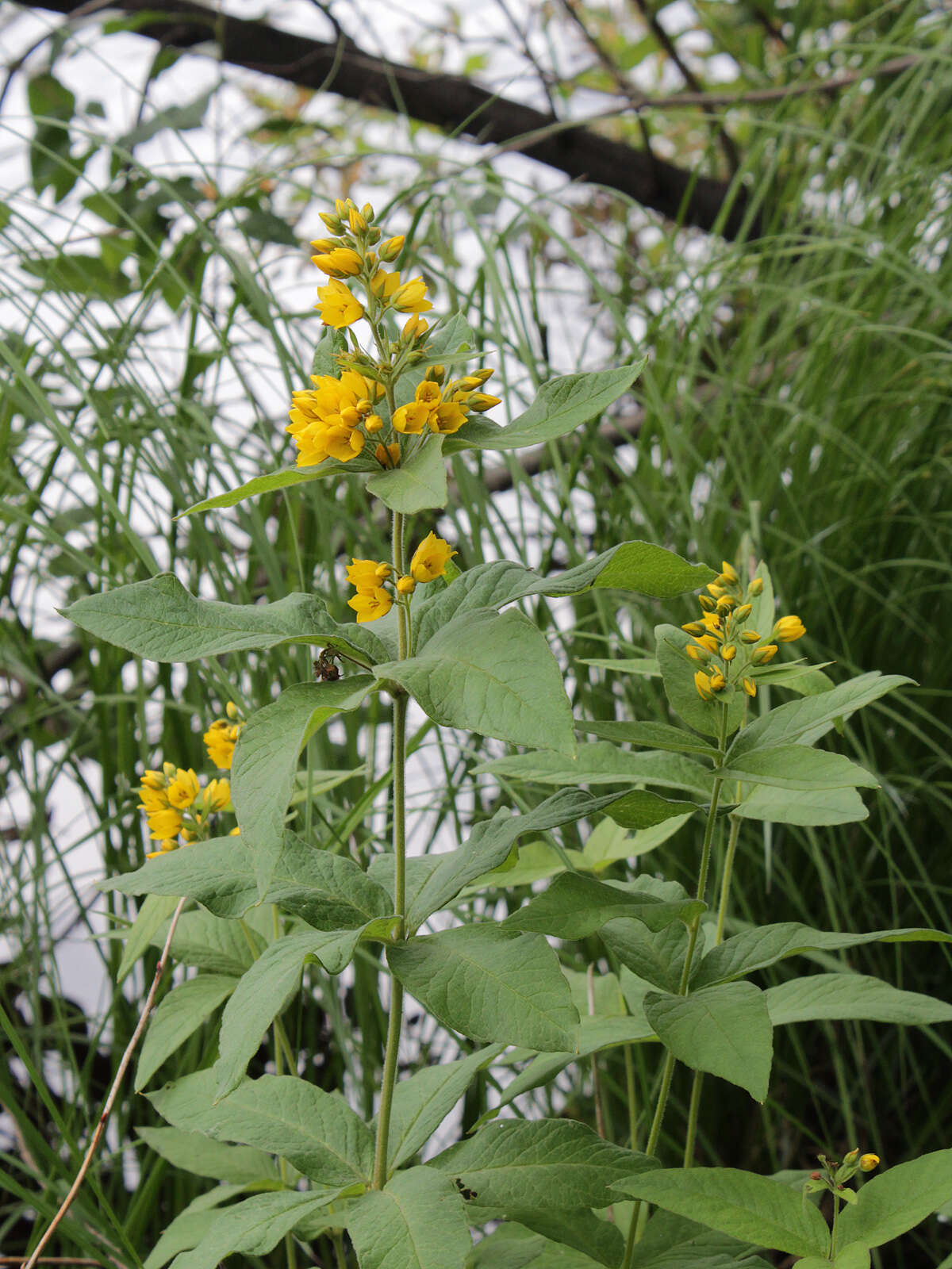 Image of Yellow Loosestrife