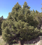 Image of singleleaf pinyon