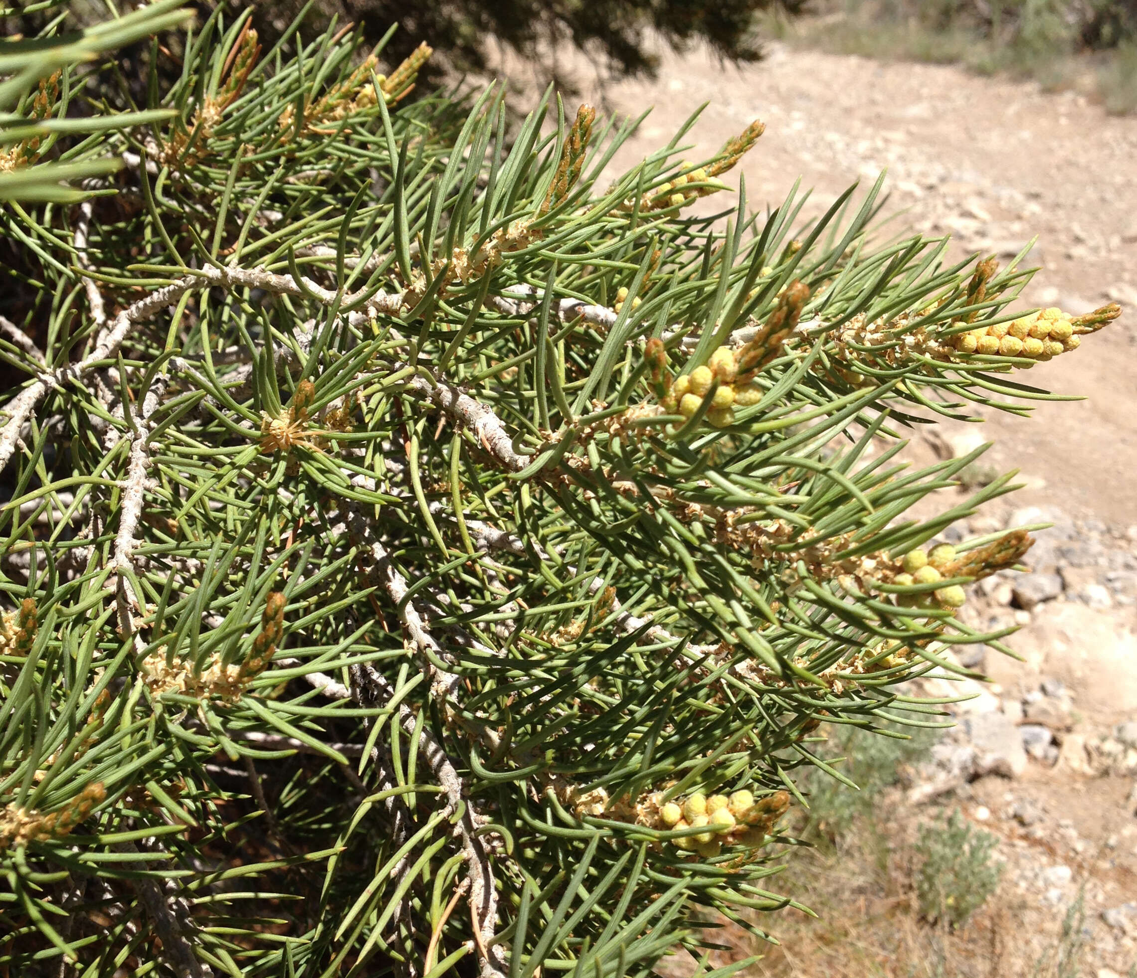 Image of singleleaf pinyon