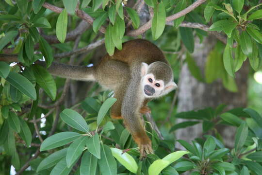 Image of Bare-eared Squirrel Monkey