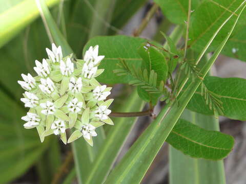 Image of Curtiss' milkweed