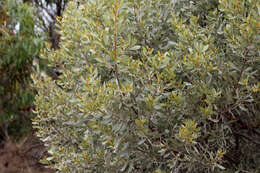 Image of Acacia argyrophylla Hook.