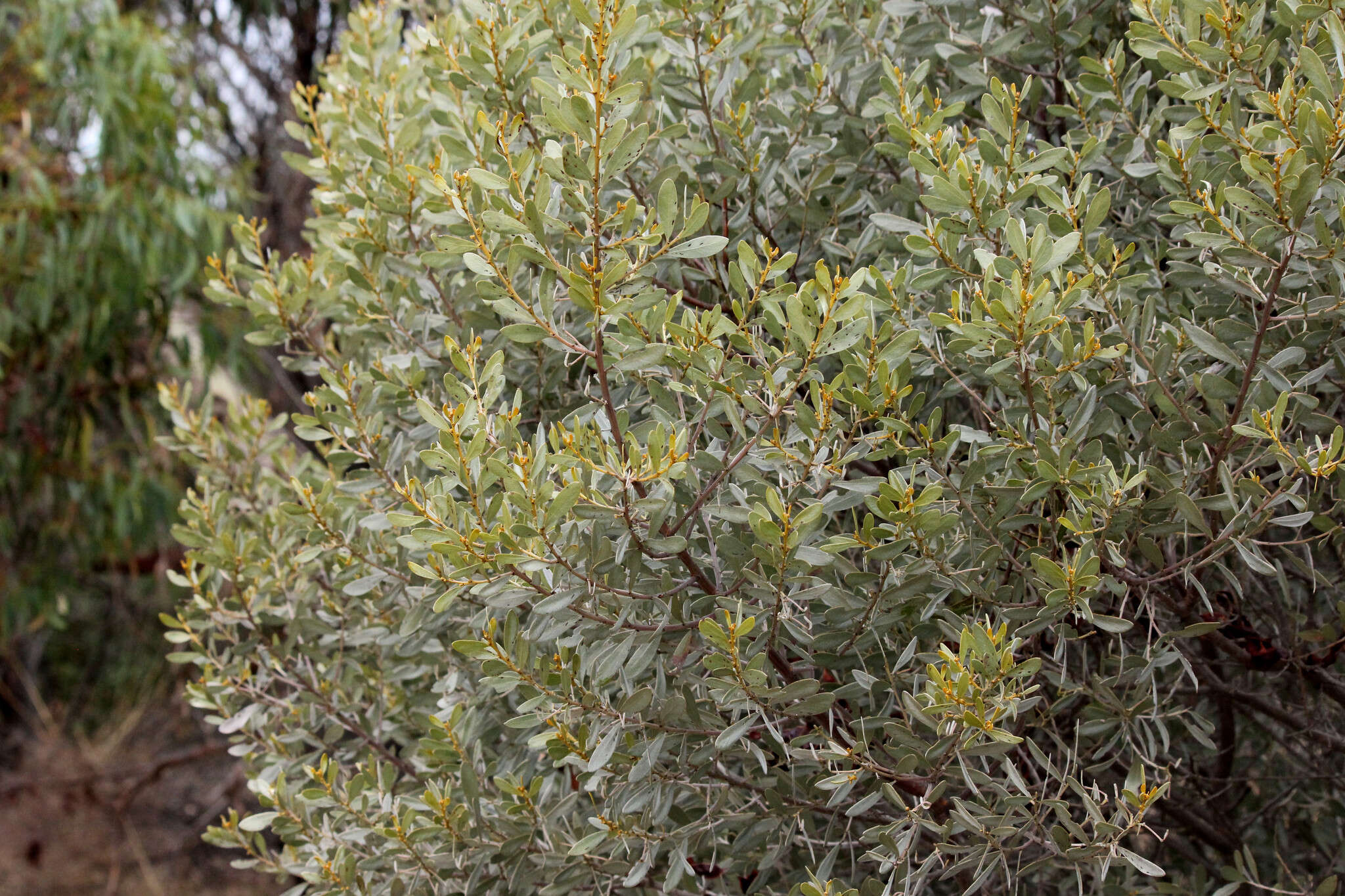 Image of Acacia argyrophylla Hook.