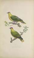 Image of Crimson-crowned Fruit Dove