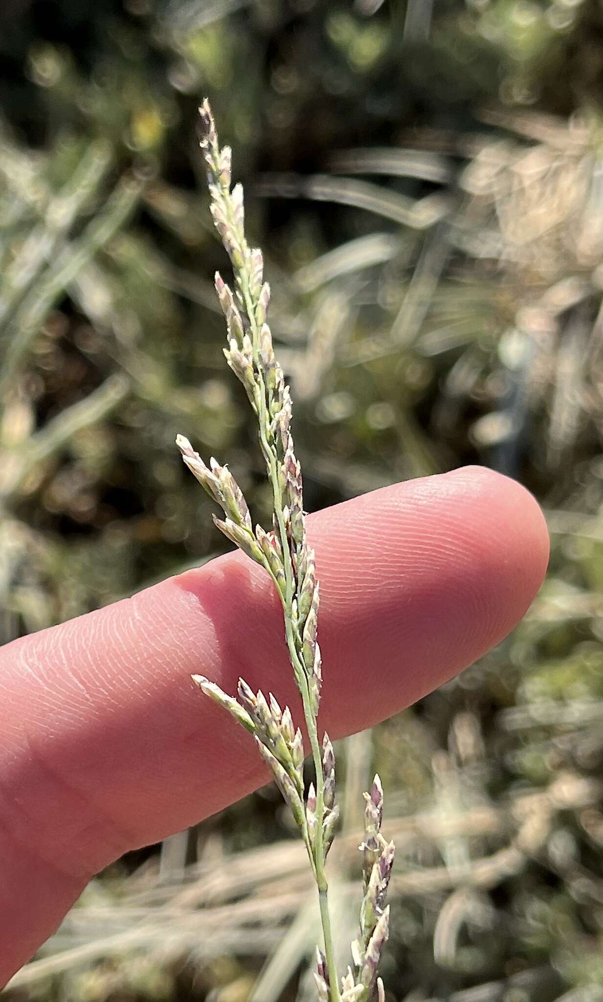 Sivun Puccinellia nutkaensis (J. Presl) Fernald & Weath. kuva