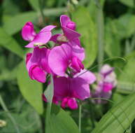 Image of Sweet Pea