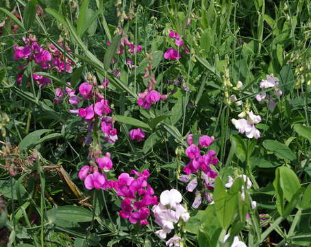 Image of Sweet Pea