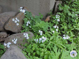 Image of true forget-me-not