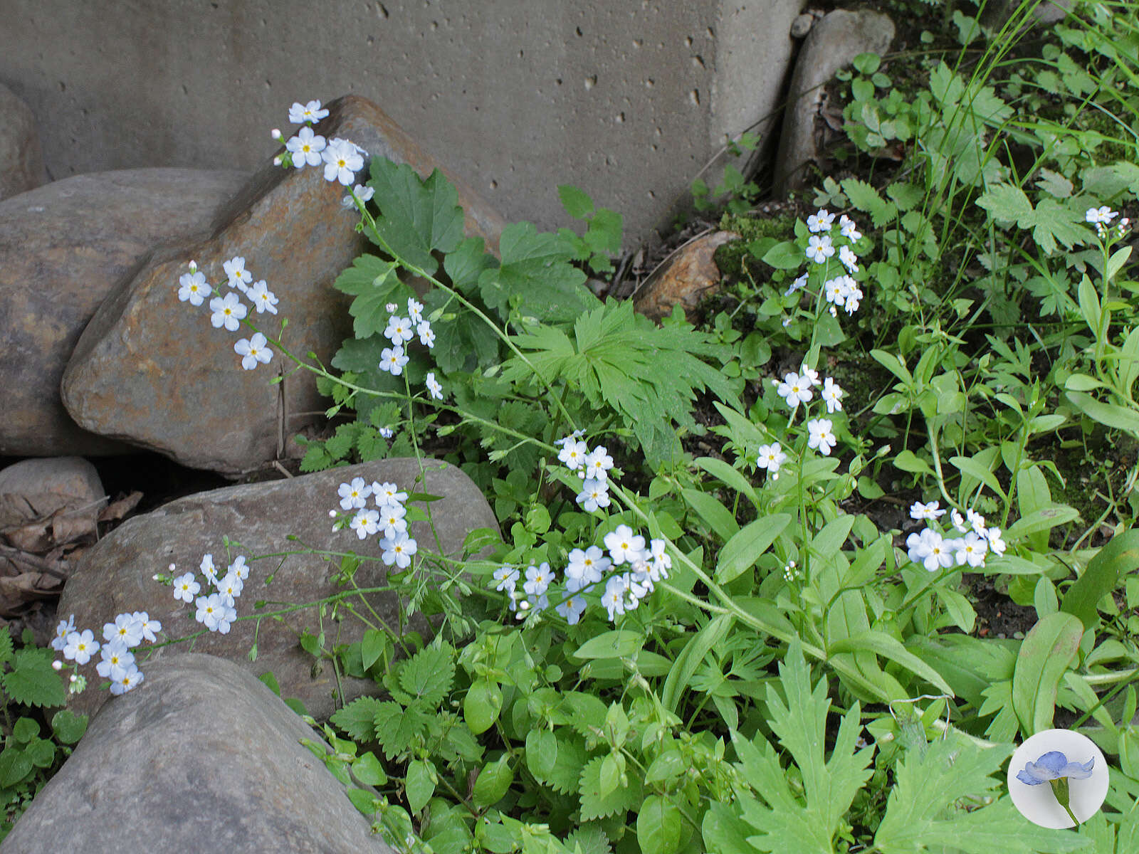 Image of true forget-me-not