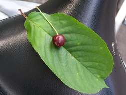 Image of gean, wild cherry