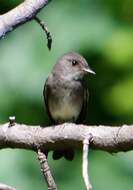 Image of Western Wood Pewee