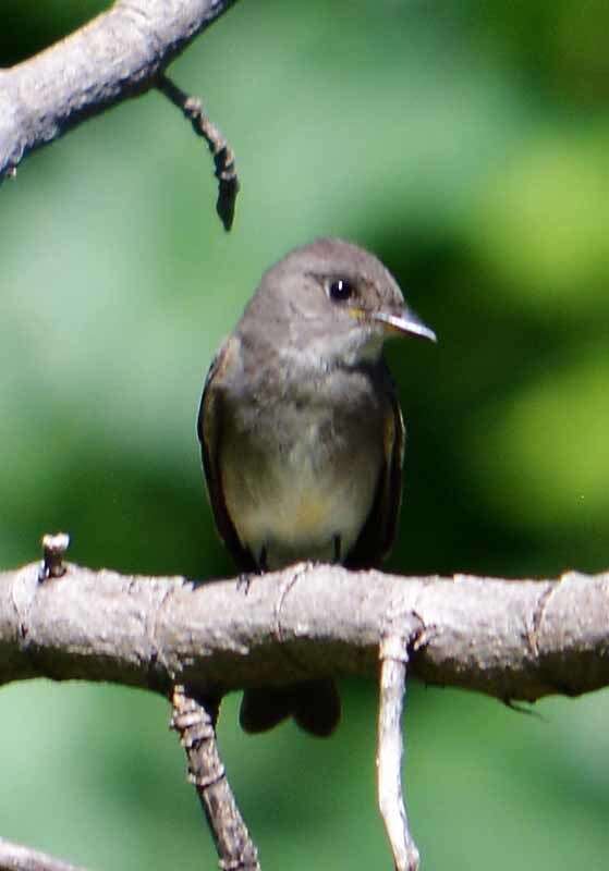 Image of Western Wood Pewee