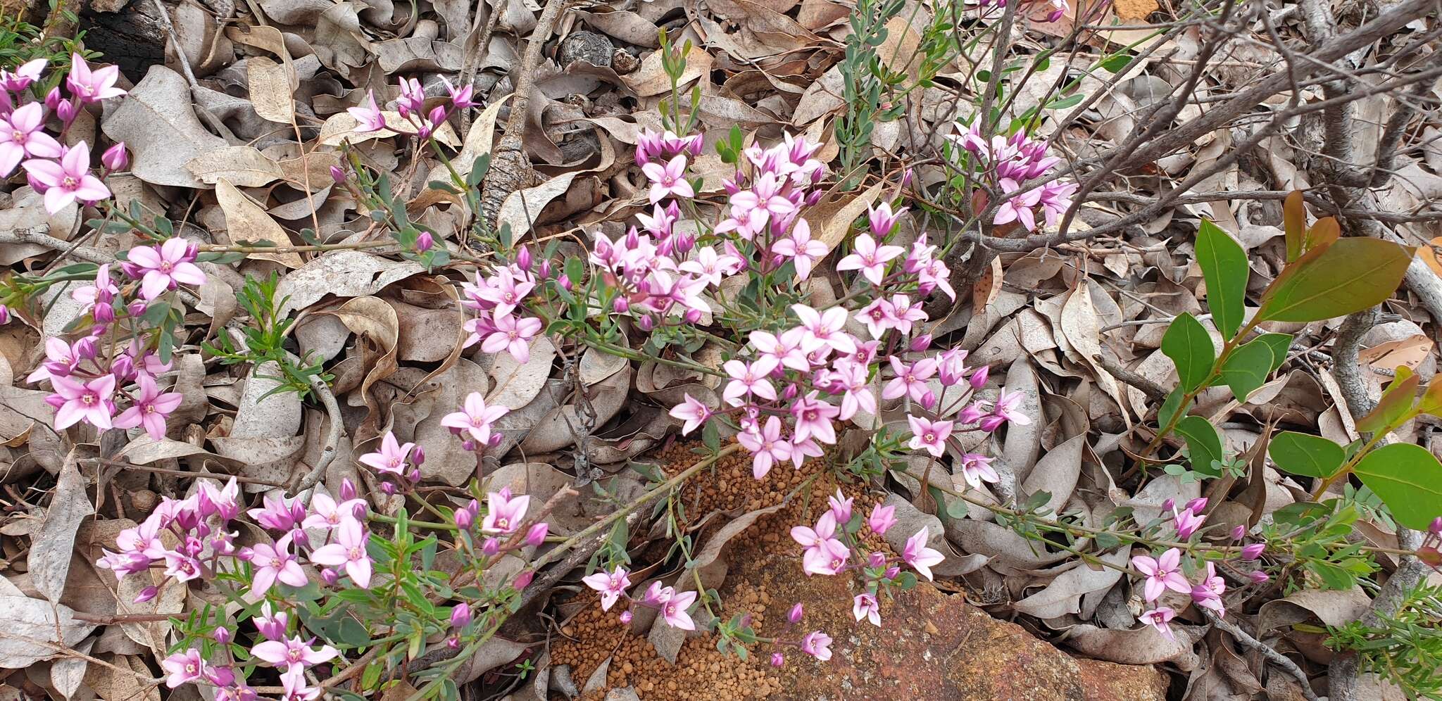 Image de Boronia fastigiata Bartl.