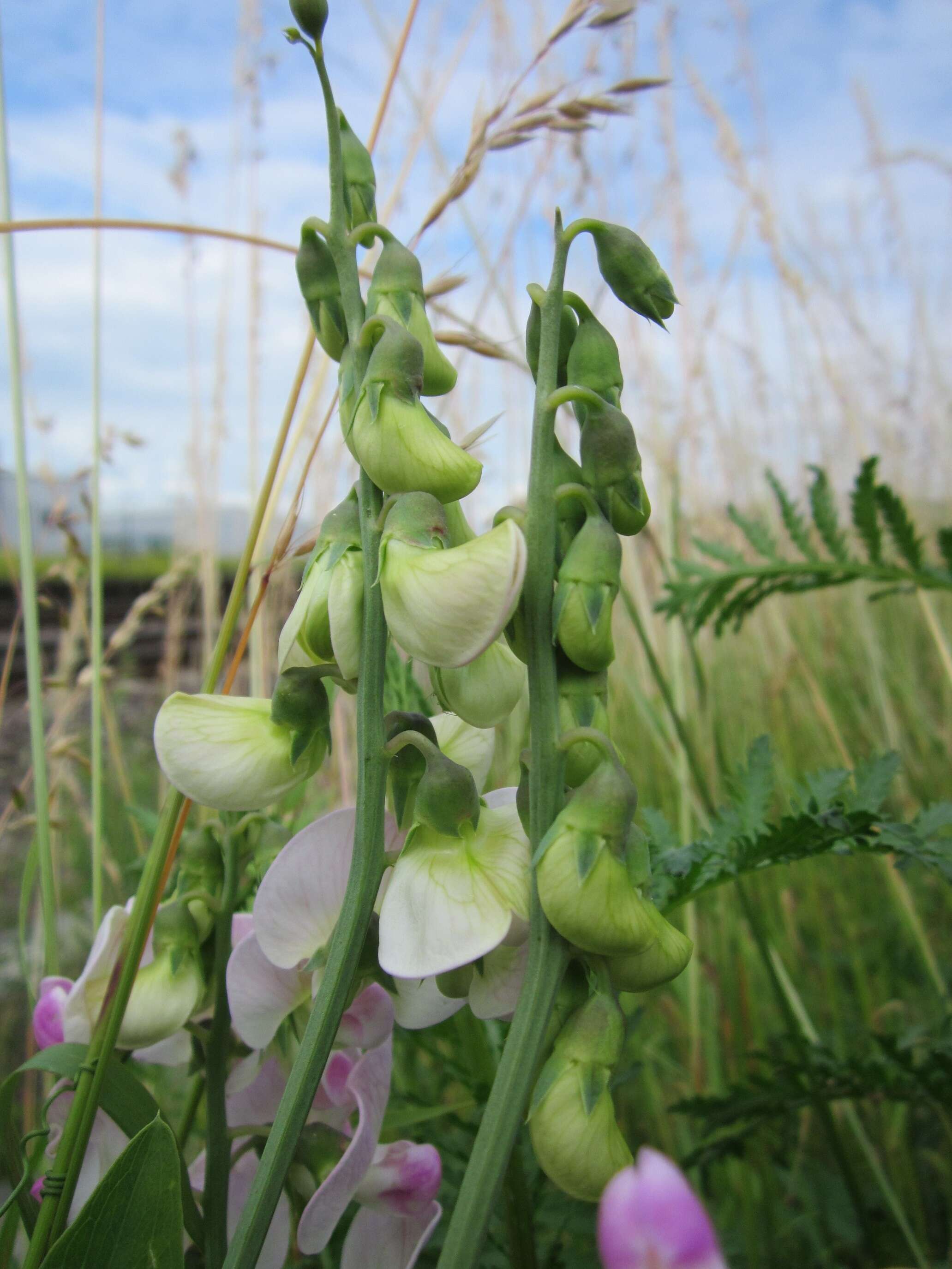 Image of Everlasting pea