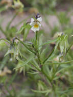 Слика од Viola arvensis Murray