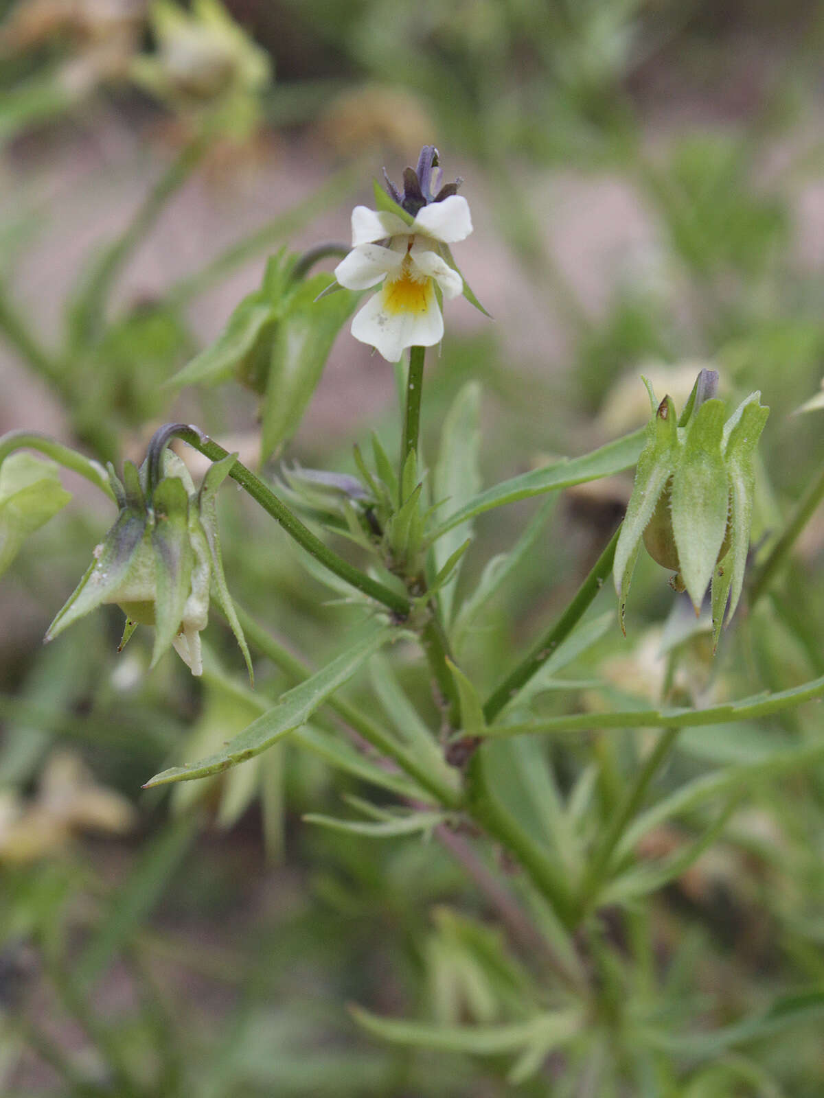 Слика од Viola arvensis Murray