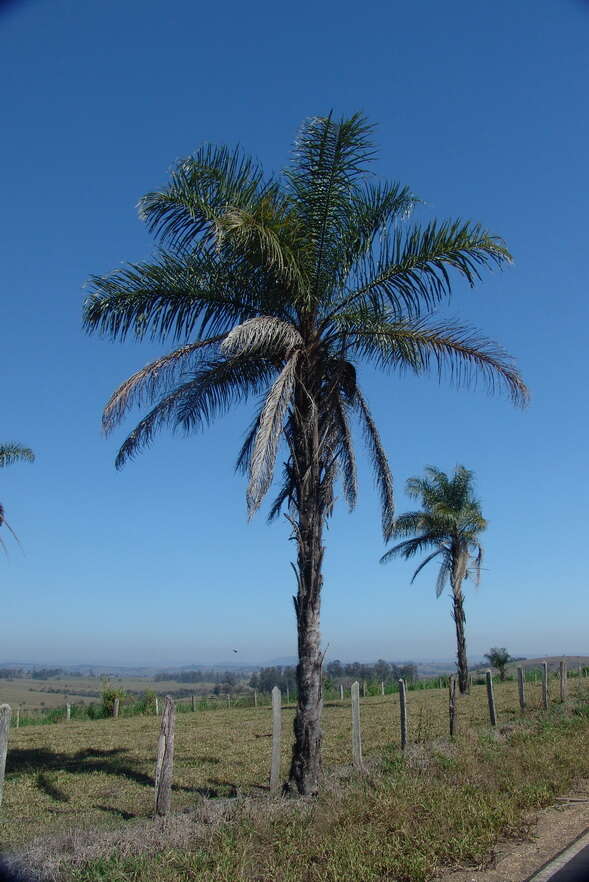 Image of Yellow coconut