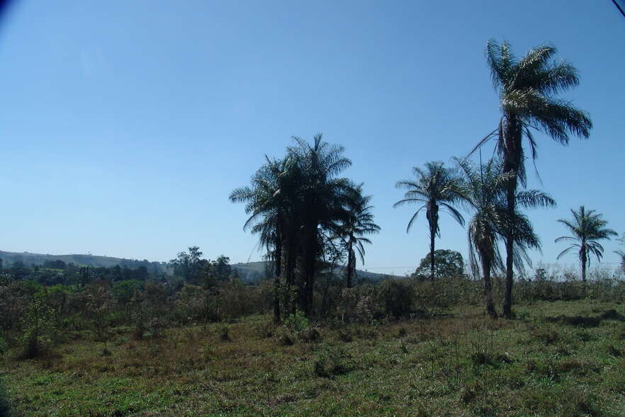 Image of Yellow coconut