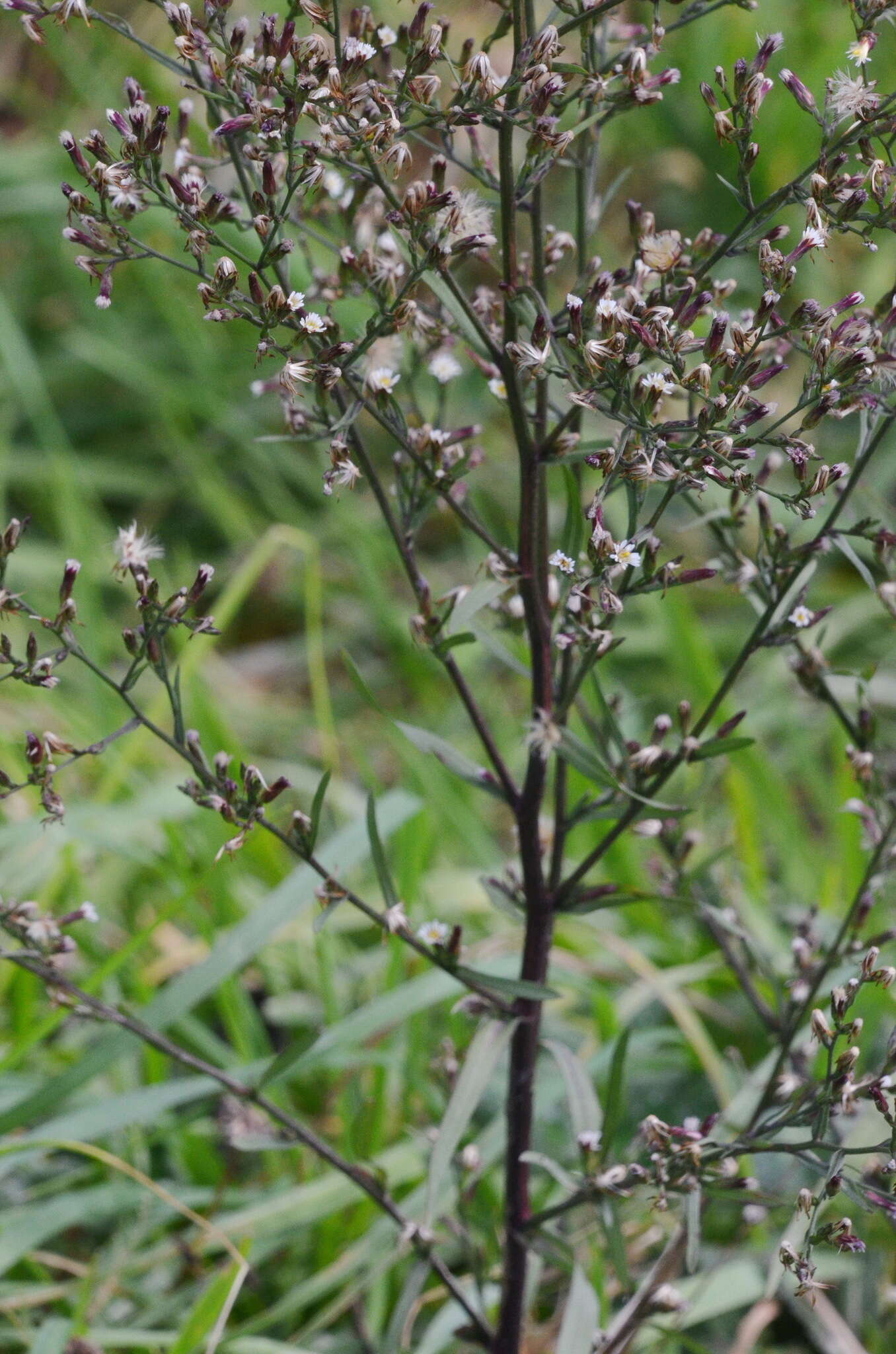 Image of Seaside American-Aster