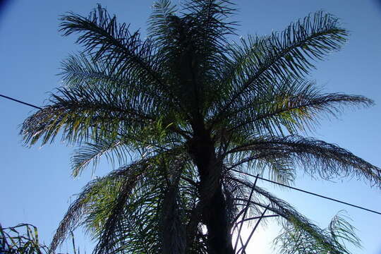 Image of Yellow coconut