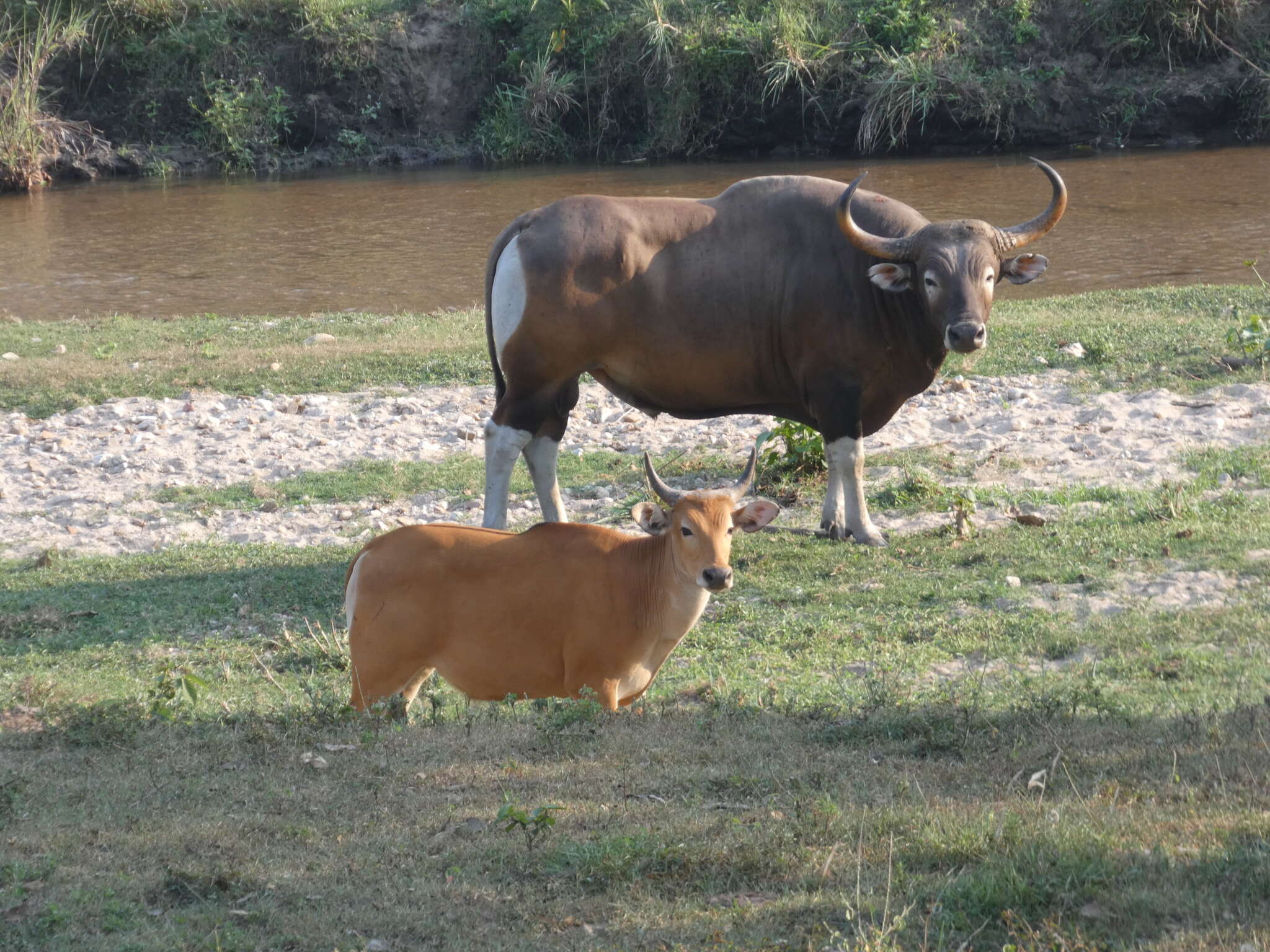 Image of Banteng