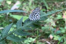 Image of Forest Pierrot