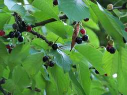 Image of gean, wild cherry