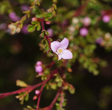 Image of small-leaved boronia