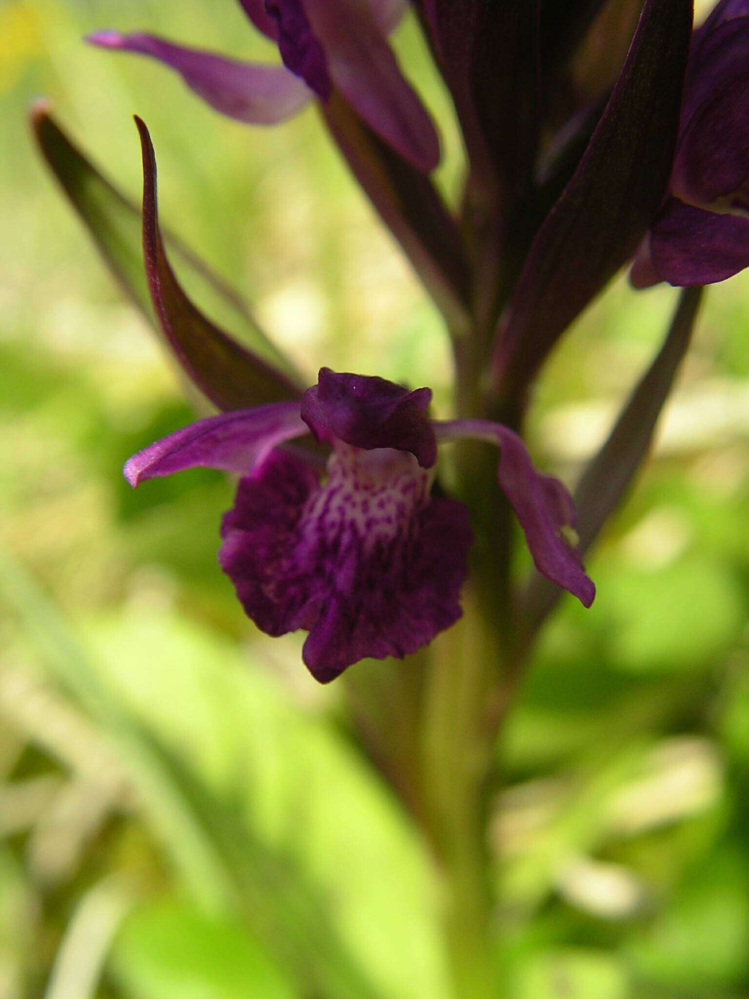 Dactylorhiza traunsteineri subsp. traunsteineri的圖片