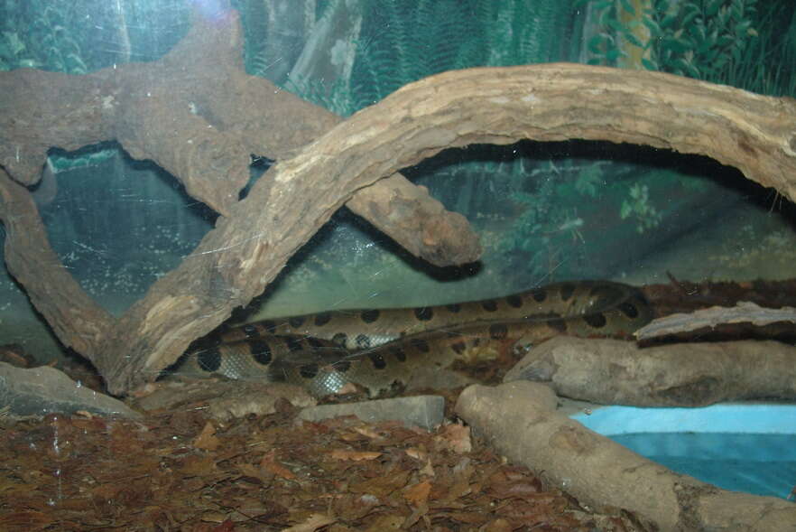 Image of Green anaconda