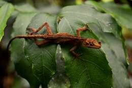 Anolis dollfusianus Bocourt 1873的圖片