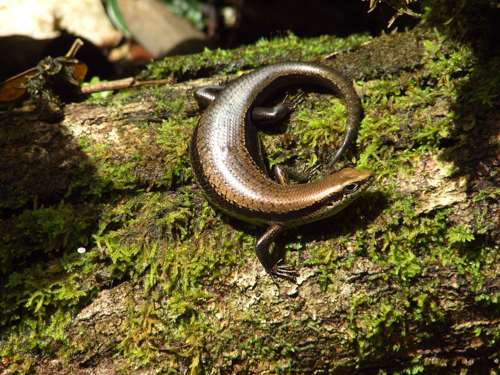 Image of Copeoglossum