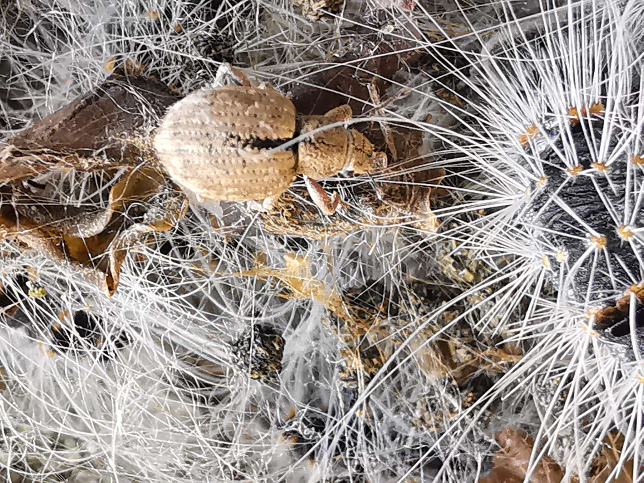 Image of Nut Leaf Weevil