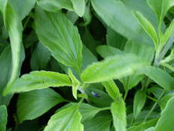 Image of mealycup sage