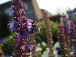 Image of mealycup sage