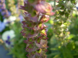 Image of mealycup sage