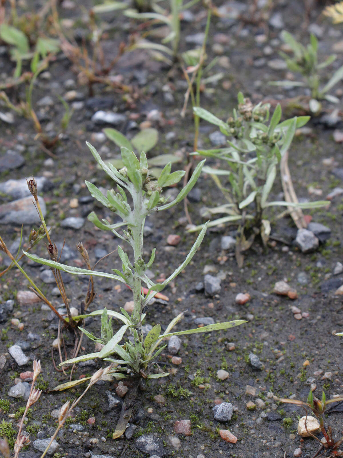 Image of Low cudweed