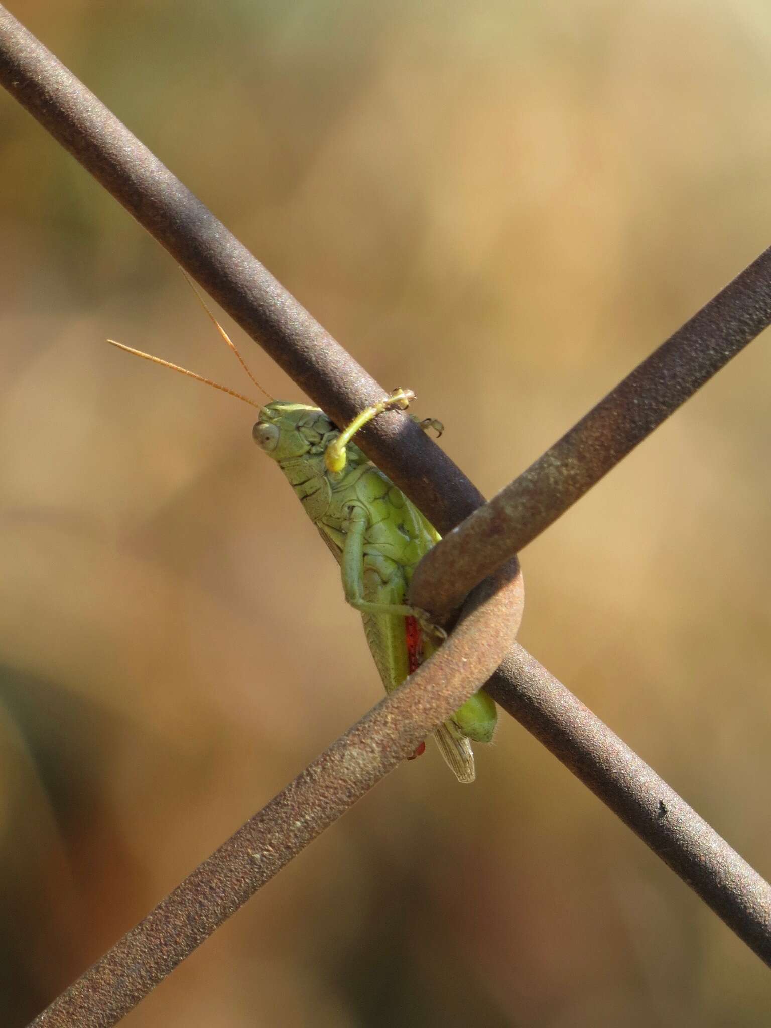 Слика од Melanoplus yarrowii (Thomas & C. 1875)