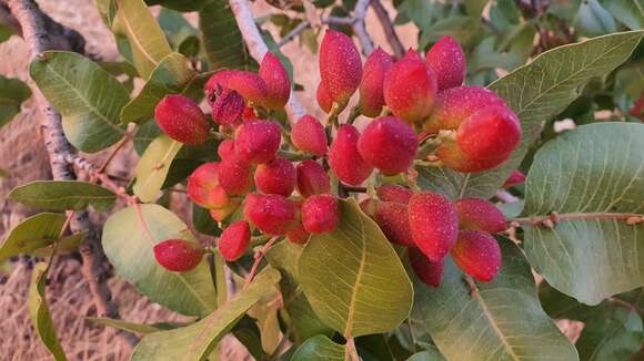 Image of pistachio nut