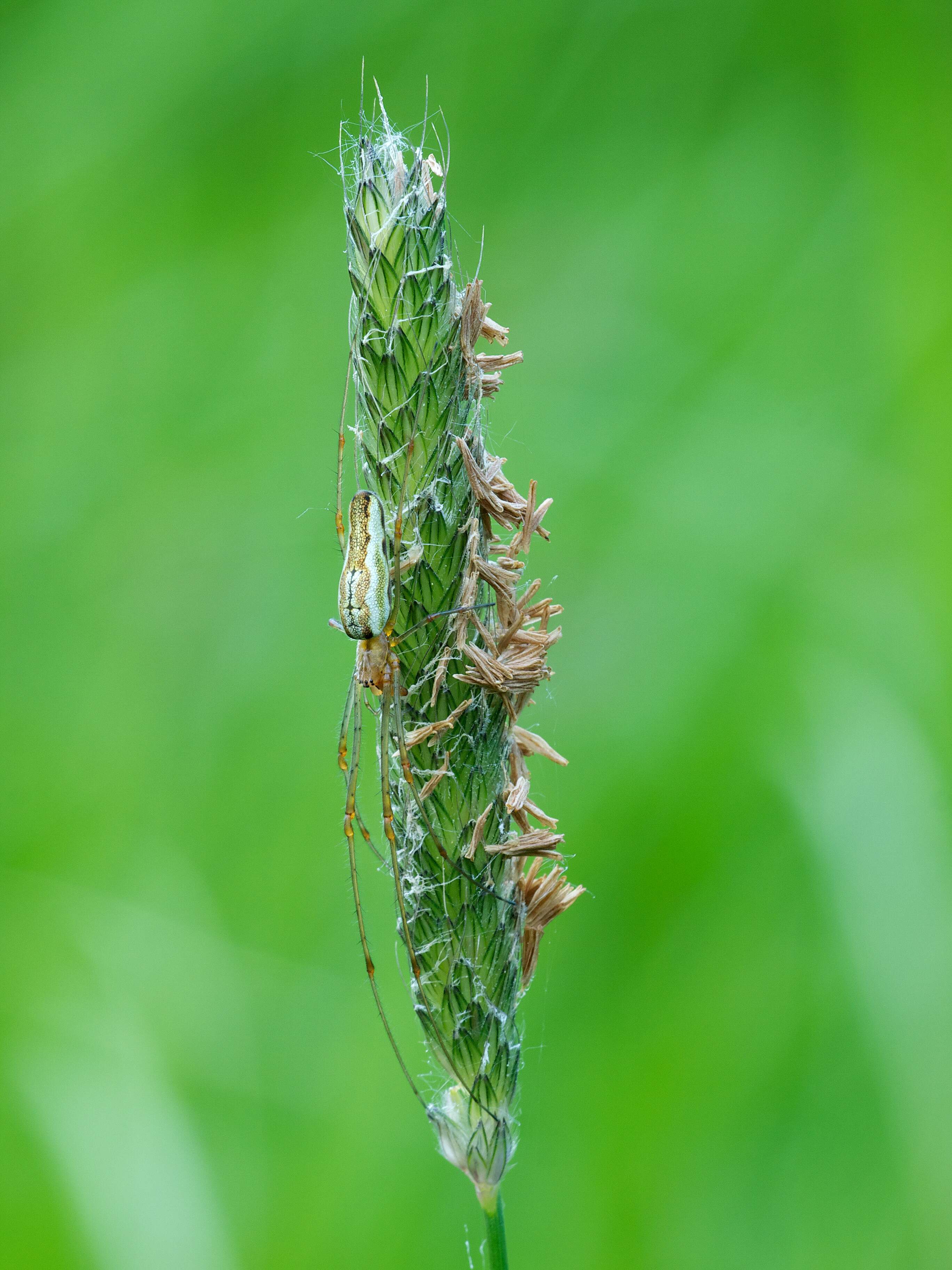 Image de Tetragnatha extensa (Linnaeus 1758)