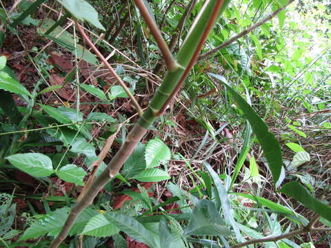 Image de Pourouma guianensis Aubl.