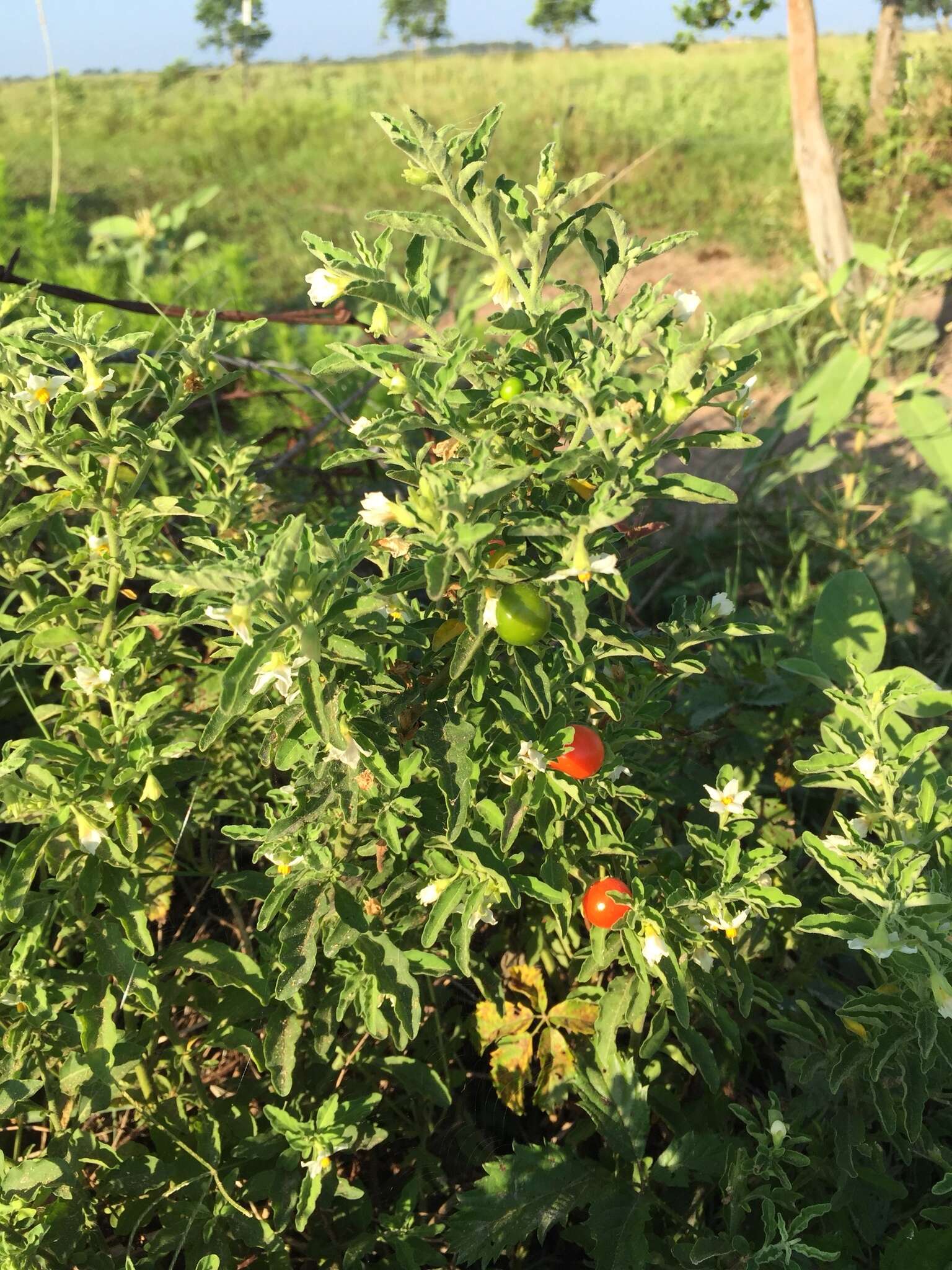 Image of Jerusalem Cherry