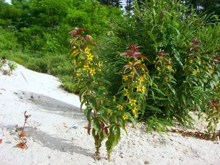 Image of whorled yellow loosestrife