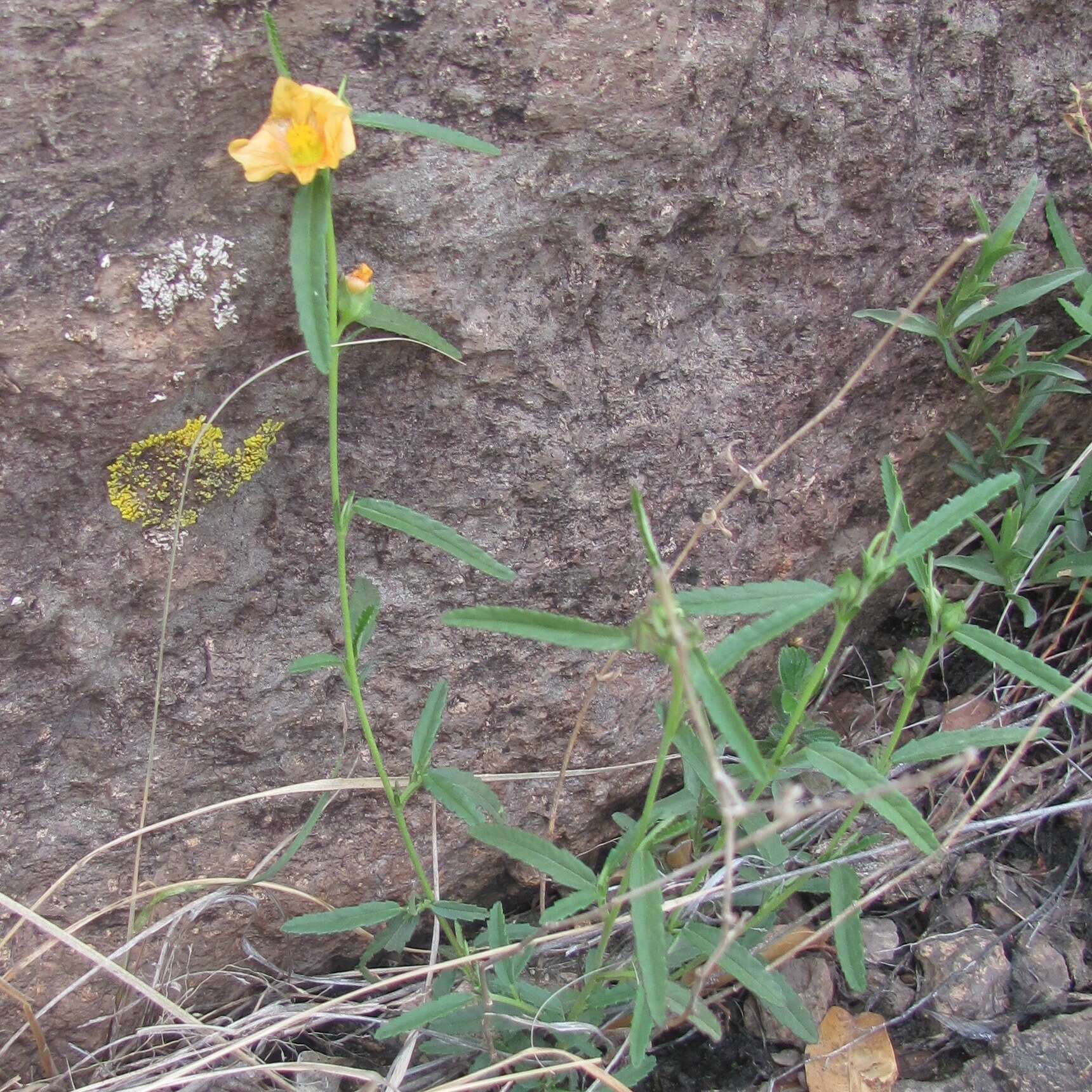 Image of New Mexico fanpetals